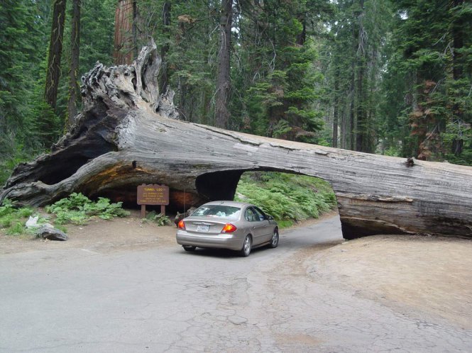 Độc đáo xuyên rừng Sequoia – Ảnh: wp